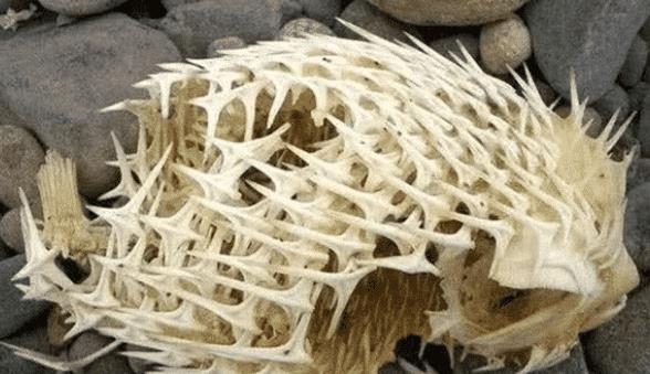 ▲4种生物死后的骨架，大熊猫是真的可怕，完全不似以前的憨态