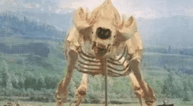 ▲4种生物死后的骨架，大熊猫是真的可怕，完全不似以前的憨态