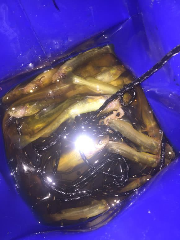 『』打死一条来一条，男子夜钓连打五条大蛇，网友：太残忍