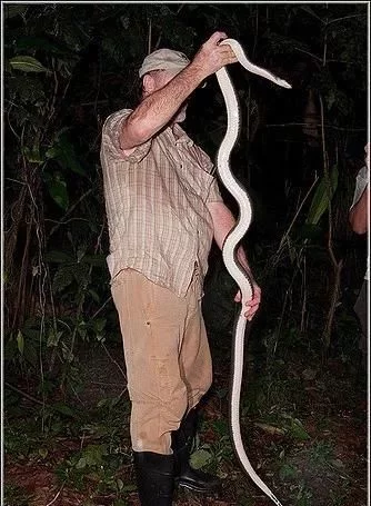 百毒不侵，专吃毒蛇的蛇，还没有几个人见过它的真容