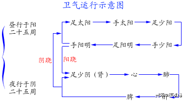 卫气循行路线图图片