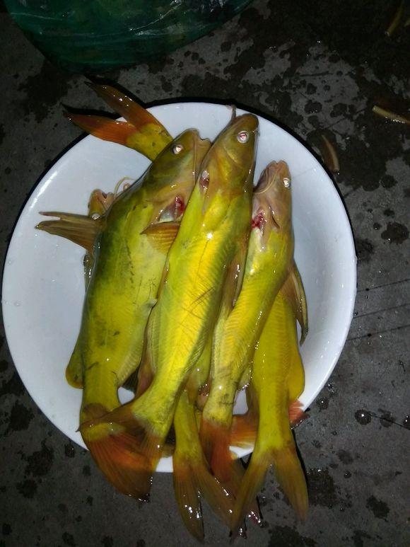 郴州|郴州钓鱼人湘江钓起“老黄辣丁”,重1.2斤,近年来罕见