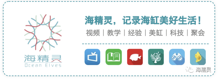 海水白点反反复复治不好 标准答案在这呢 萌宠资讯 娱乐新闻网 海水白点反反复复治不好 标准答案在这呢 萌宠资讯 娱乐新闻网