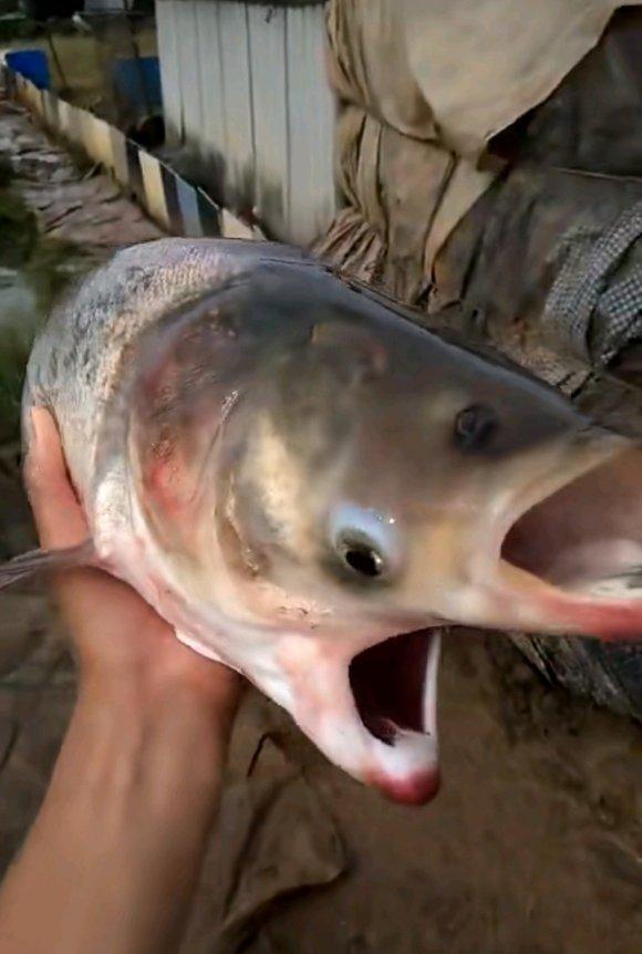 「三国志」最近热传的“双头鱼”，是变异形成的吗？