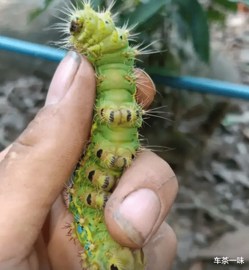 毛毛虫|“钓鱼钓出来个破石头，看起来很值钱”还是放回去心里踏实点！哈哈