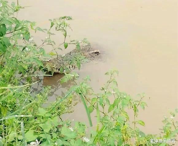 「鳄鱼」野钓最“狠”的几种动物，看完钓友遭遇才明白，没碰见太幸运啦