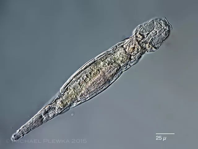 水熊虫跌落神坛,这种生物才是地球上真正的“死侍”