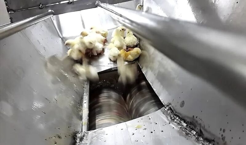 残酷的事实!世界每年有70亿只小鸡被绞碎,然后做成了猫粮