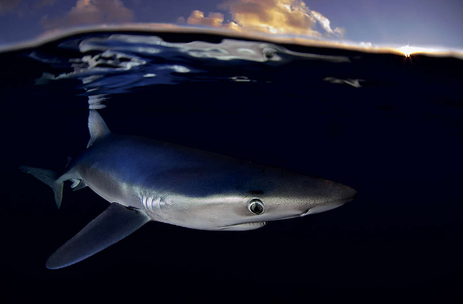 鲨鱼 制新冠疫苗要杀50万头鲨鱼？鲨鱼：我真的太难了...