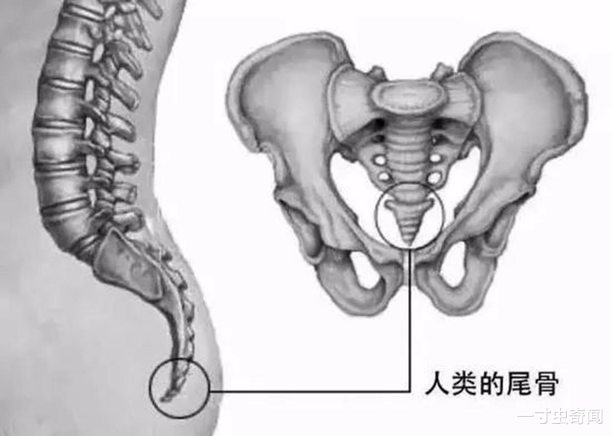 返璞归真？长脚的毒蛇，会飞的家鸡，在返祖现象上，人类并不孤单