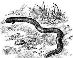 『干旱』存在于阿尔卑斯山的神秘生物, 是传说还是未被发现