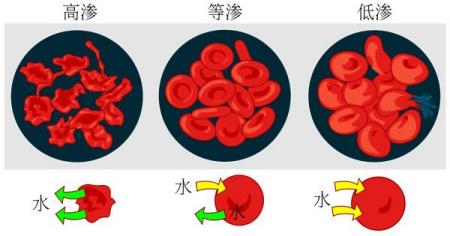 [微量元素]为什么有人说纯水是“剧毒”？