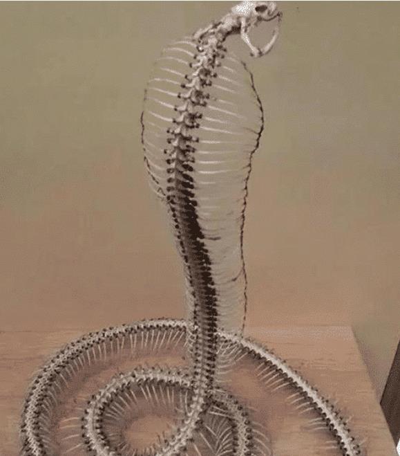 ▲4种生物死后的骨架，大熊猫是真的可怕，完全不似以前的憨态