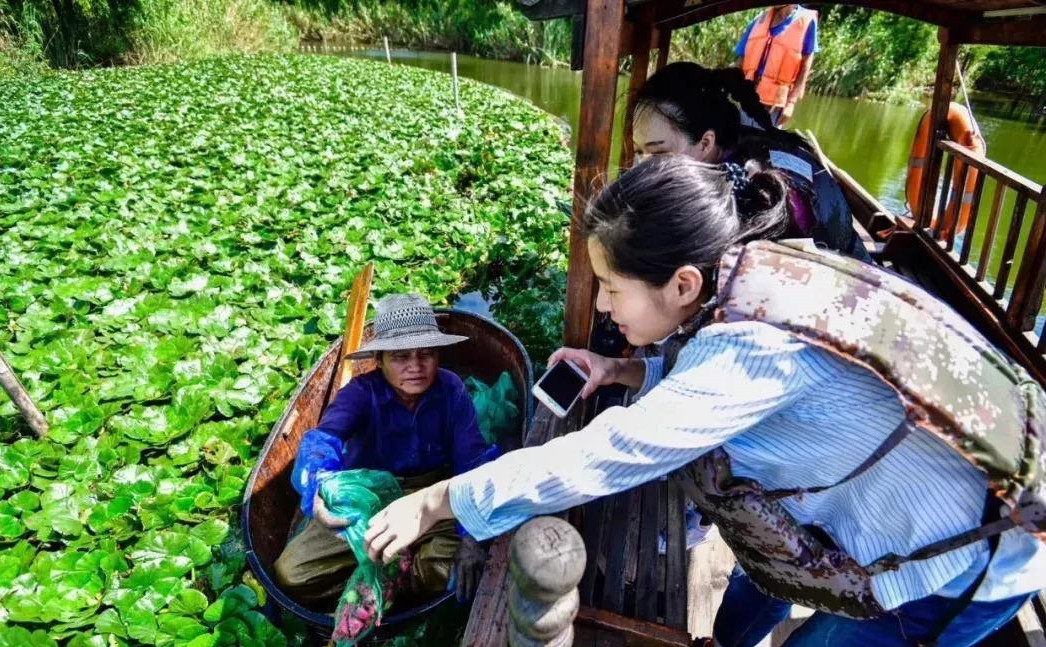 印度“偷”走我国植物，从备受欢迎到泛滥成灾，如今想出口我国