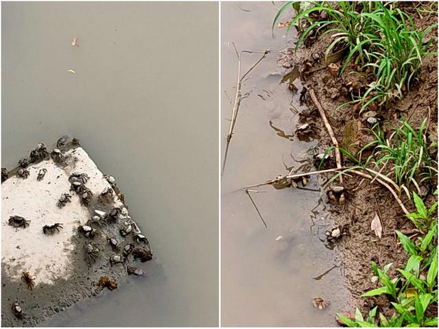 杂草|广东河道“螃蟹”泛滥成灾？钓鱼人：夜里河面上都是，能捞几桶