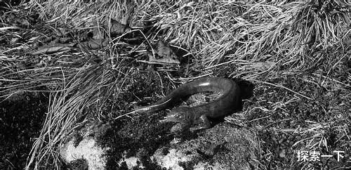 『干旱』存在于阿尔卑斯山的神秘生物, 是传说还是未被发现