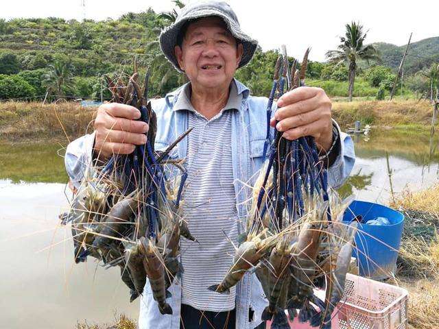 水底奥秘▲“虾王”入侵我国，体重超过600克，有望取代小龙虾