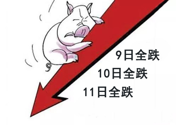 生猪价格|10月11日：揪心！猪价连续全跌3天，难道“普跌”已成定局？