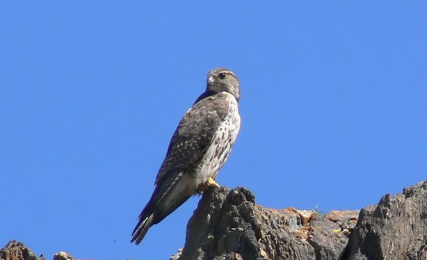 无人区|电影《无人区》里为了一只阿勒泰隼，就损失了那么多人，有这么金贵？