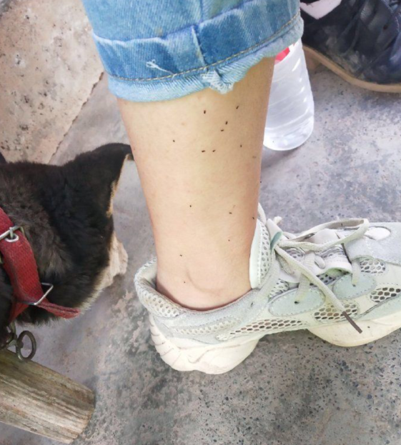  “逗了一会狗身上就出现黑点，这是啥玩意？”心态要崩了...