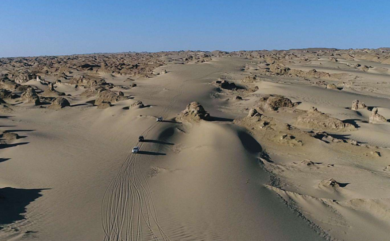 无人区|电影《无人区》里为了一只阿勒泰隼，就损失了那么多人，有这么金贵？