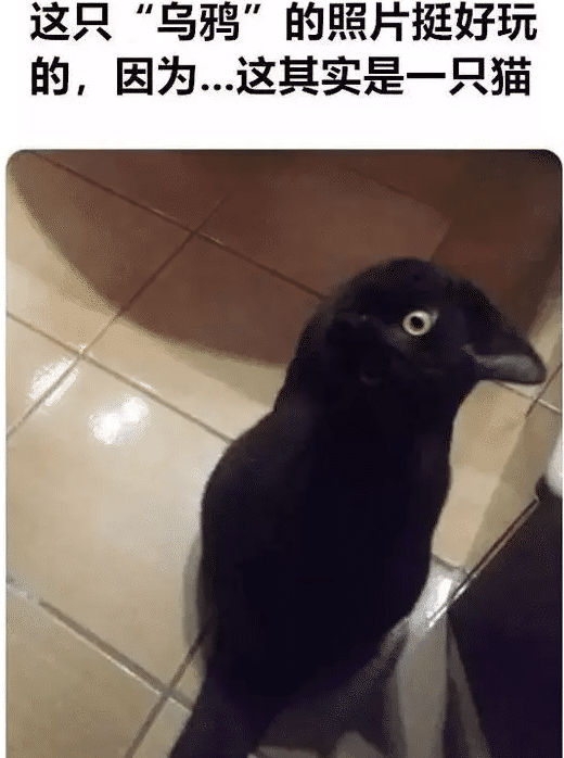 刘海|“妹妹已经17岁了，整天都这样挂在我身上正常吗？”哈哈哈哈，放着让我来！