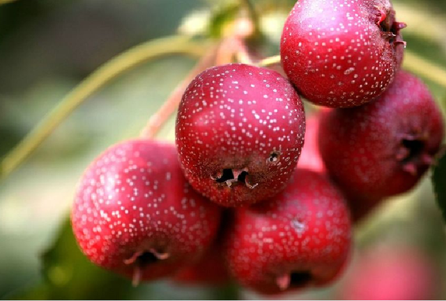 运动|子宫“不喜欢”的8种水果，女性朋友要少吃，1项运动或能保护子宫