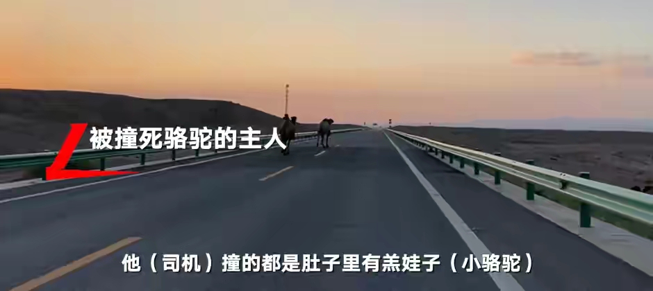 车祸 阿拉善车祸被撞骆驼主人发声