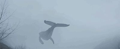 你听说过大气生物吗?