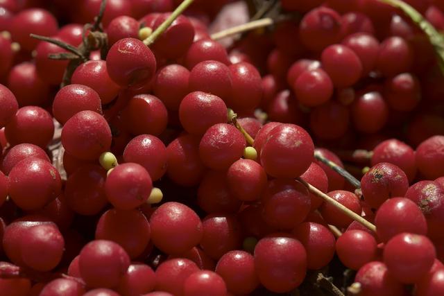 脂肪肝|26岁女子转氨酶高达2000，确诊肝硬化，医生：坚持1个习惯，肝毒净