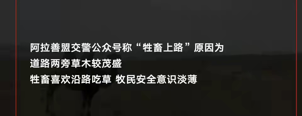 车祸 阿拉善车祸被撞骆驼主人发声