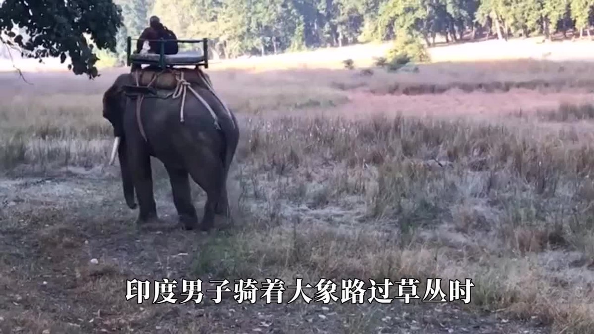 孟加拉虎王有多凶,发怒猎杀大象,利爪抓烂象背,但这次失手了