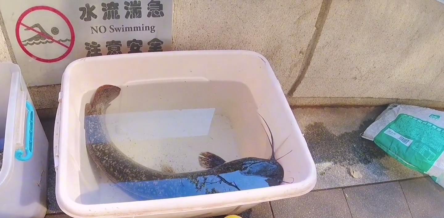 珠江|实拍广州珠江边的职业钓鱼人，一条大鱼卖50元，有人一天挣四五百