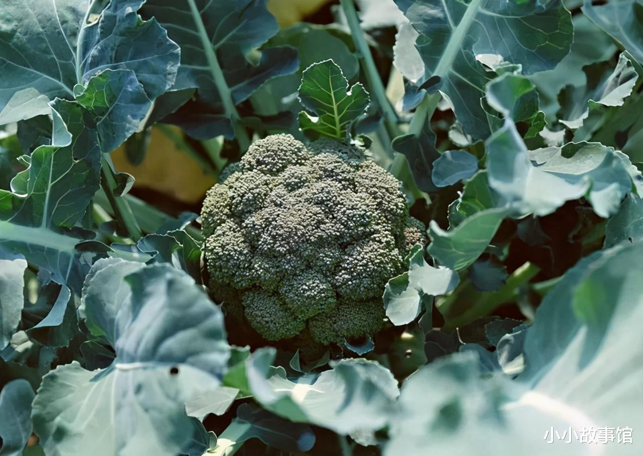 小小故事馆|吃西兰花可以消积食？内科医生：这3种食物要少吃，易积食伤脾胃