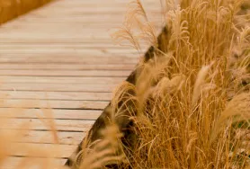 这些不祥之物千万不能放在家中，别怪我没提醒你！