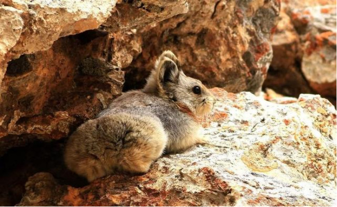 新疆再现已灭绝30年生物,地球自我修复?科学家:比熊猫更珍贵