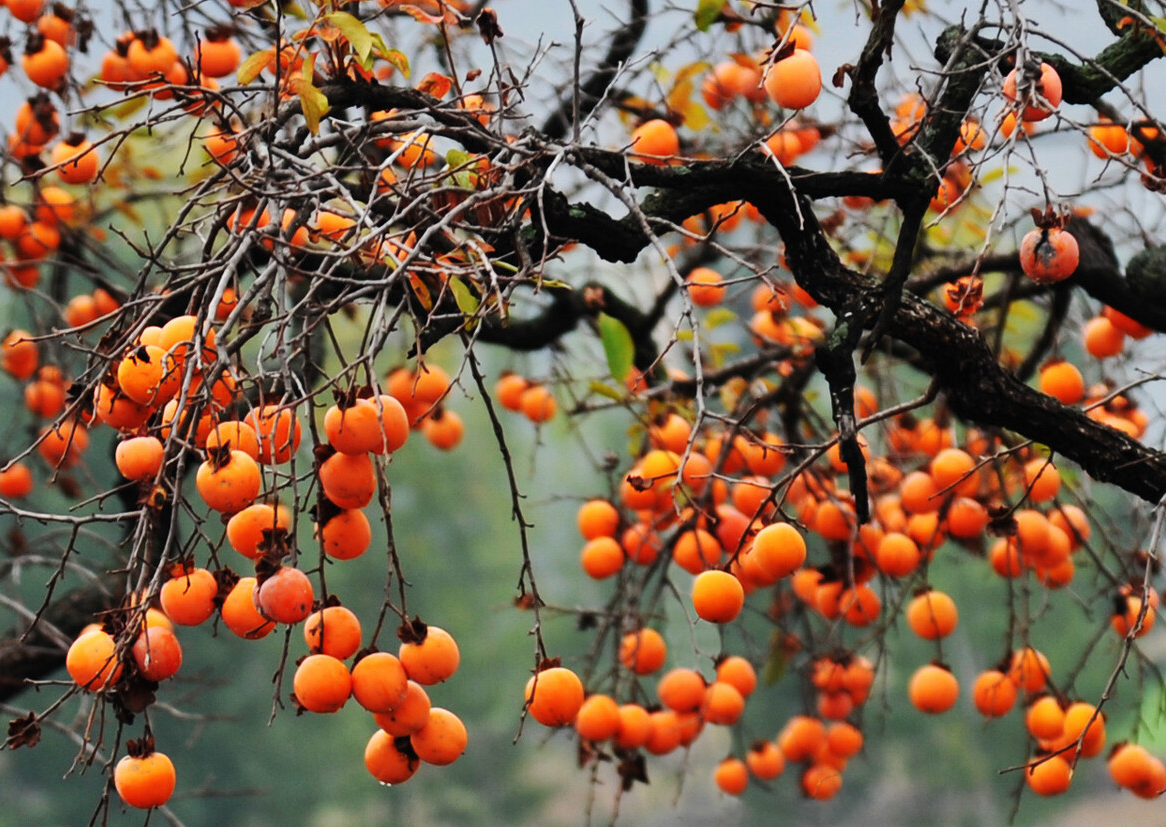 水果|医学博士：2种水果吃一次半个月难消化，不少家长纵容，平时少买