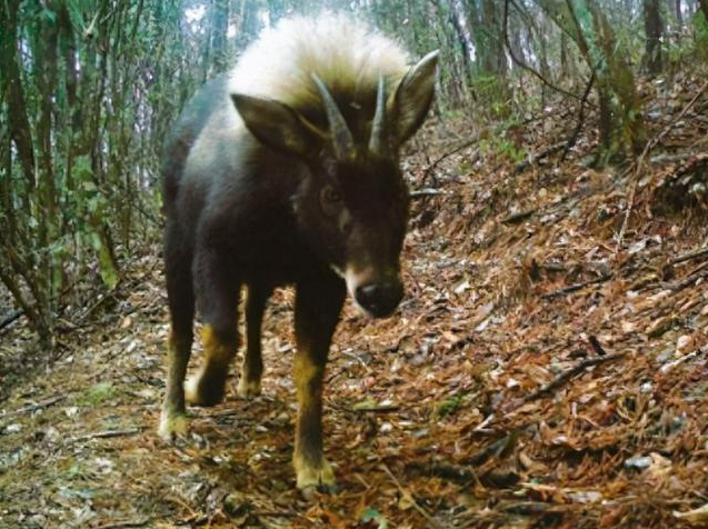 “驴头狼”已灭绝50万年，如今重现神农架，它有何警示？