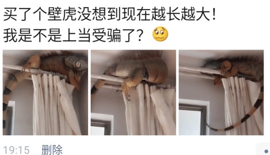 “买的壁虎越长越大,这是基因突变了吗?”有点吓人啊!