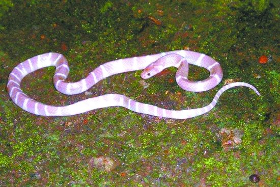 毒蛇 我国十大毒蛇，排名前三甲，竟然都属眼镜蛇！