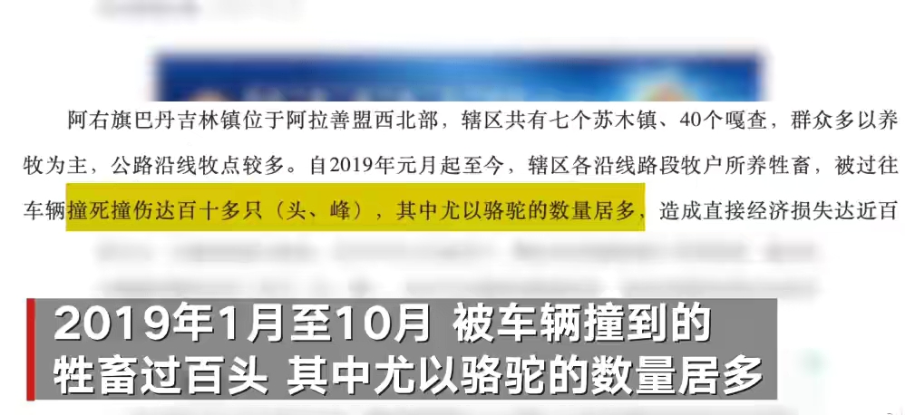 车祸 阿拉善车祸被撞骆驼主人发声