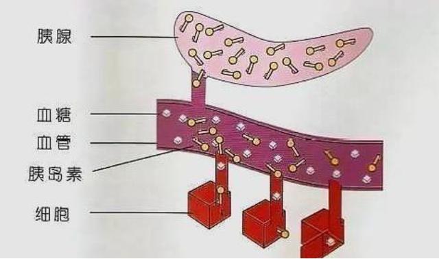 医生|一种零食正偷偷摧毁你的胰岛,医生建议:不管男女,都要少吃