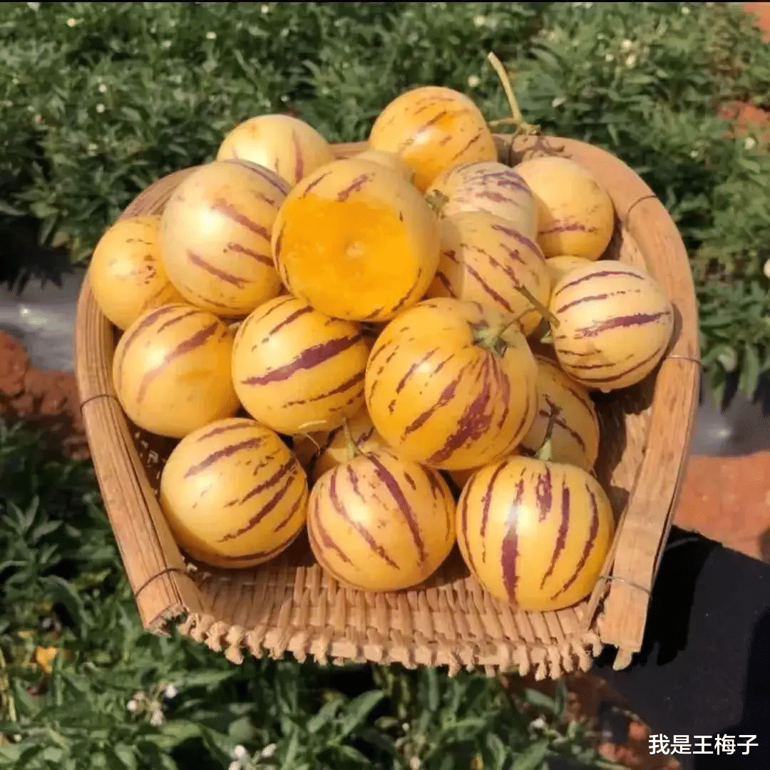 水果|如果经济条件允许，这5种水果，秋天要舍得吃，对身体有好处