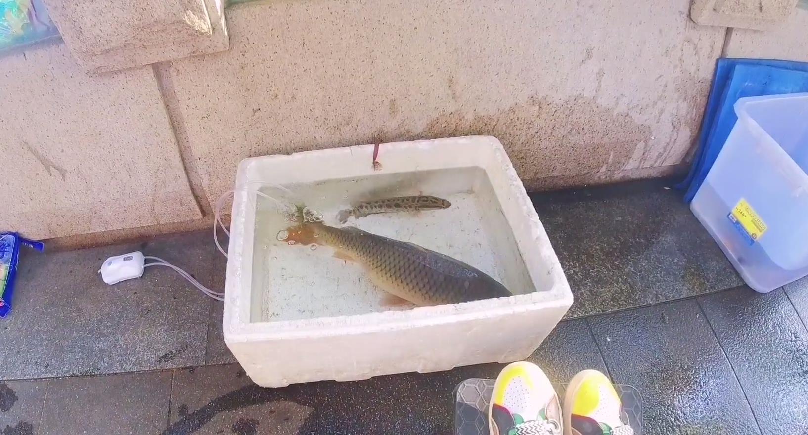 珠江|实拍广州珠江边的职业钓鱼人，一条大鱼卖50元，有人一天挣四五百