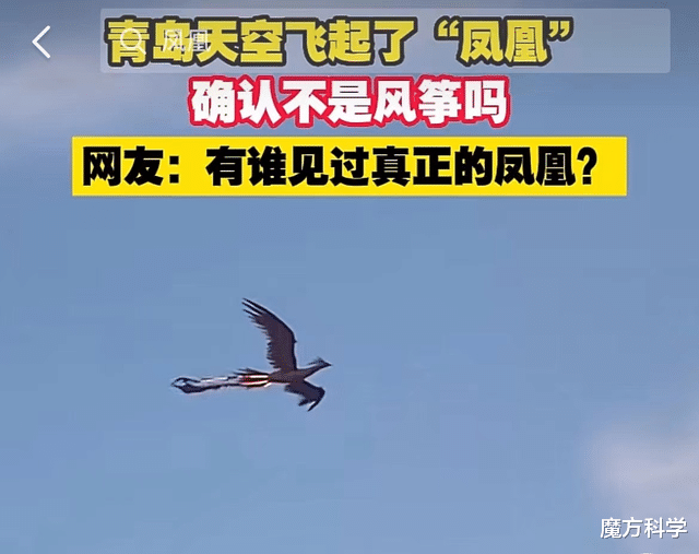 青岛天空惊现神秘生物!