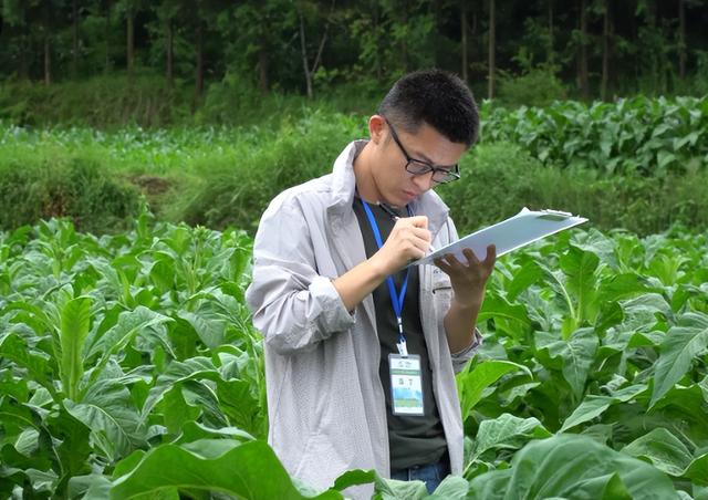 招聘|年薪20万起步的烟草局，为何9成毕业生都没机会，过来人说出实情