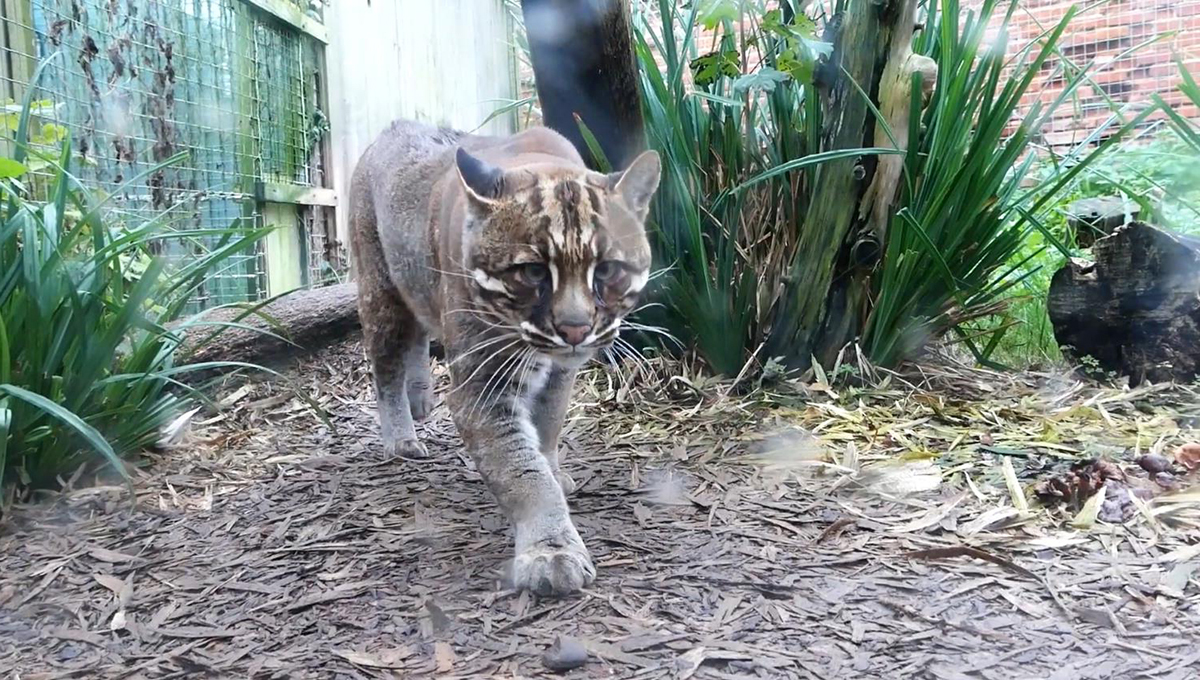 四川绵阳发现凶狠亚洲金猫,咬死毛冠鹿拖至沟里,边进食边警戒