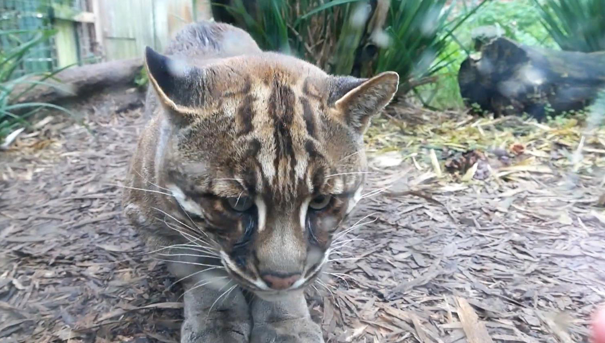 四川绵阳发现凶狠亚洲金猫,咬死毛冠鹿拖至沟里,边进食边警戒