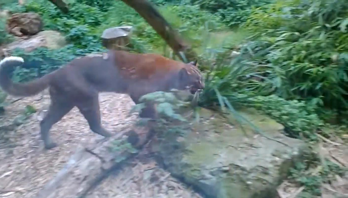 四川绵阳发现凶狠亚洲金猫,咬死毛冠鹿拖至沟里,边进食边警戒