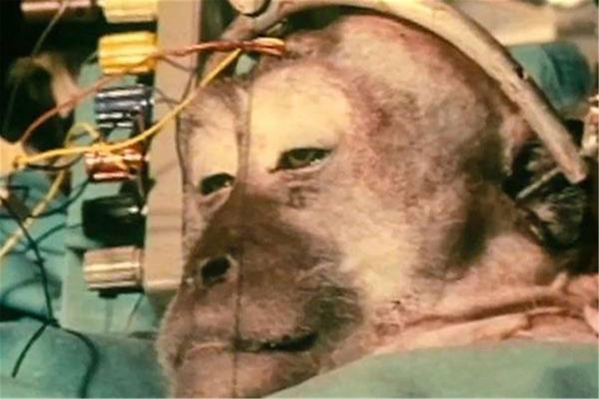 首例换头术,猴子换头后苏醒成功,一天后又被实施安乐死